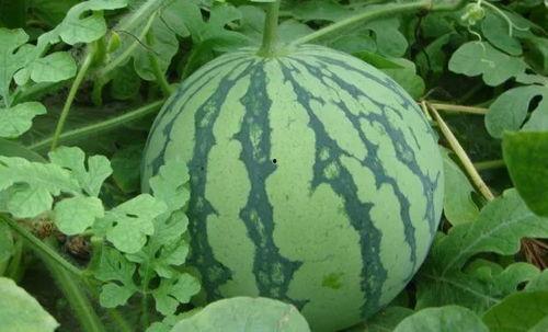 小瓜儿怎么吃,探索美味新境界  第3张