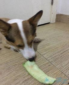 土狗吃白面瓜,一段奇妙的田园邂逅  第1张