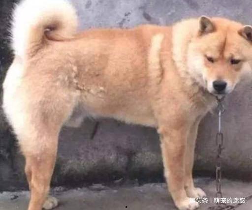 土狗吃白面瓜,一段奇妙的田园邂逅  第2张