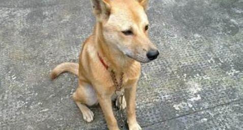 土狗吃白面瓜,一段奇妙的田园邂逅  第3张