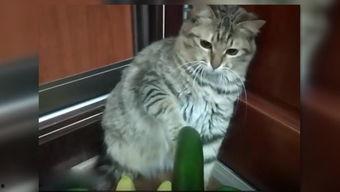 猫咪吃雪梨瓜,雪梨瓜的诱惑之旅  第1张