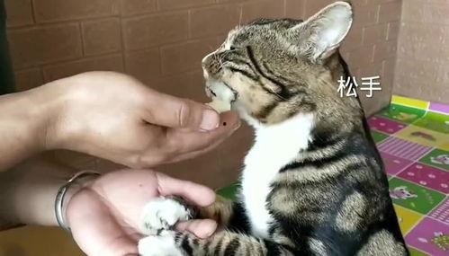 猫咪吃雪梨瓜,雪梨瓜的诱惑之旅  第2张