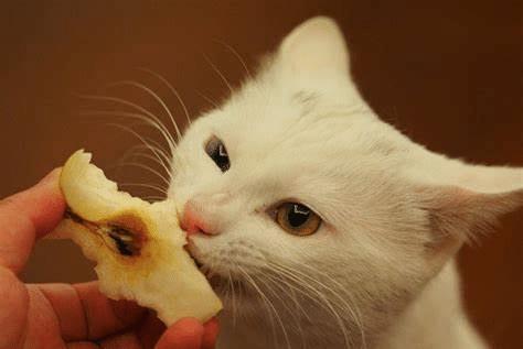 猫咪吃雪梨瓜,雪梨瓜的诱惑之旅  第3张