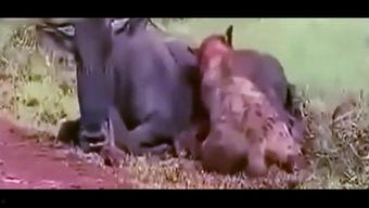 吃瓜狮子兔子,一场跨界友谊的奇幻之旅  第2张