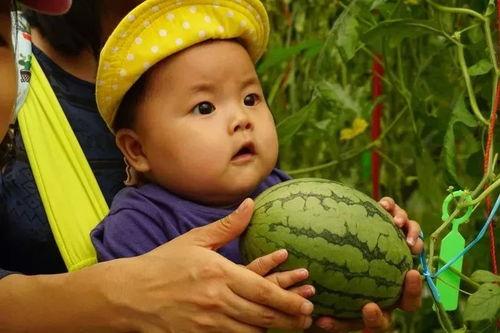 吃瓜群小野,网络红人的崛起之路  第1张