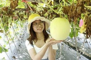 佛山吃瓜的视频,一网打尽本地特色美食  第2张