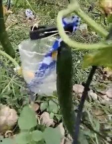 云南公园吃瓜事件视频,一场引发热议的网络围观  第3张