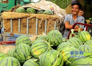 大襄城吃瓜,一场热闹非凡的吃瓜盛宴  第3张