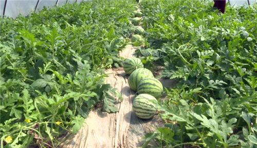 濮阳吃瓜爆料近期,揭秘近期热门事件背后的真相  第2张