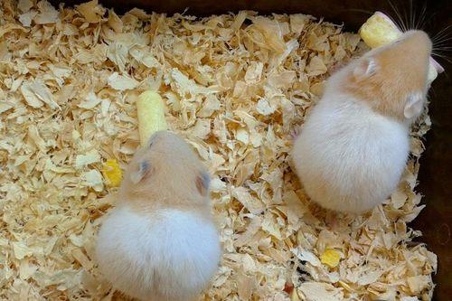 仓鼠吃甜梨瓜吗,仓鼠的甜蜜美食探索  第1张