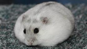 仓鼠吃甜梨瓜吗,仓鼠的甜蜜美食探索  第2张