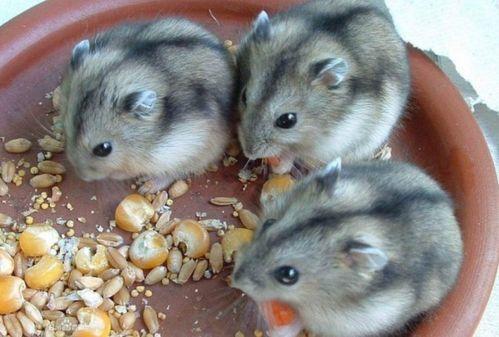 仓鼠吃甜梨瓜吗,仓鼠的甜蜜美食探索  第3张