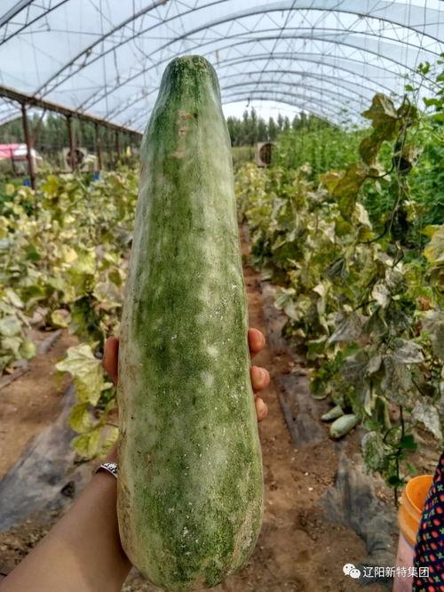 带你吃瓜的冰雪  第1张