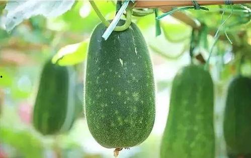 砀山吃瓜什么梗  第2张