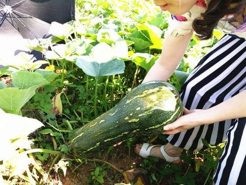 砀山吃瓜什么梗  第3张