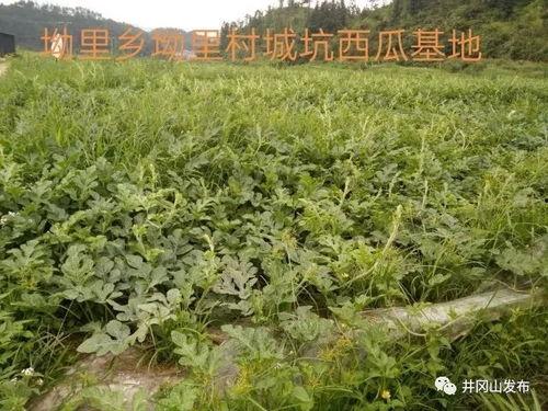 中寨吃瓜,一场别开生面的夏日盛宴  第3张