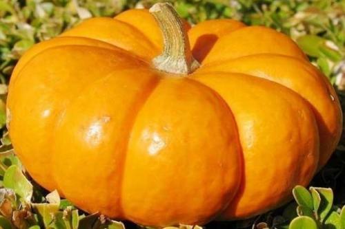 南工程解封吃瓜,校园生活重启，吃瓜群众围观校园新动态  第2张