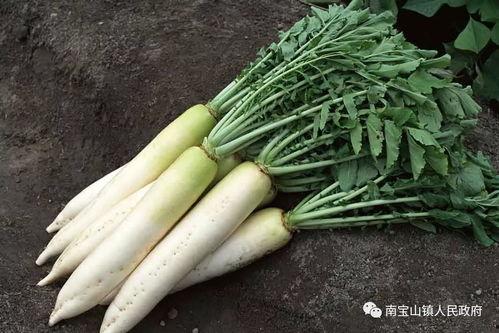 南工程解封吃瓜,校园生活重启，吃瓜群众围观校园新动态  第3张