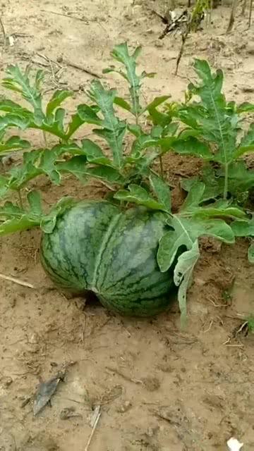 吃线瓜吉利吗,健康又吉利，揭秘瓜果中的养生佳品  第1张