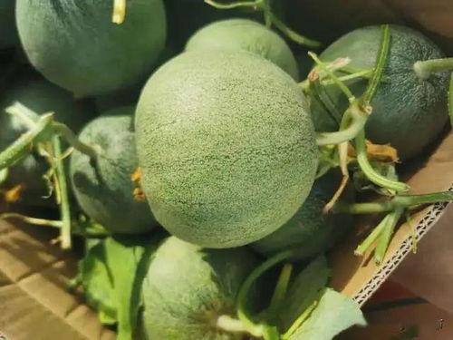 吃线瓜吉利吗,健康又吉利，揭秘瓜果中的养生佳品  第2张