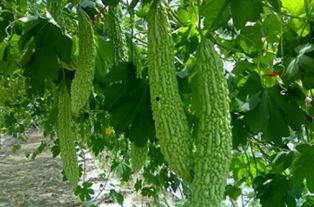 云三吃瓜,揭秘娱乐圈那些不为人知的幕后故事  第3张