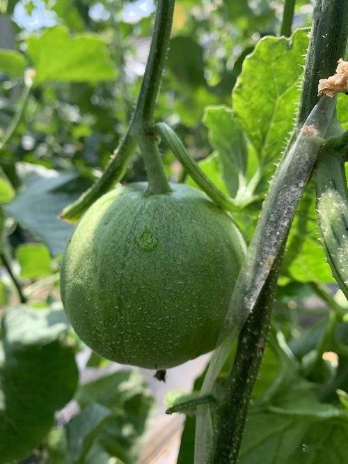 独立吃瓜禾礼后续  第3张