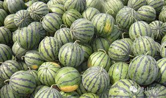 六一家长吃瓜,揭秘亲子互动中的趣味与争议  第3张