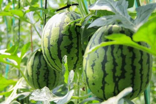 吃瓜群众爱吃西瓜,吃瓜群众西瓜盛宴  第3张