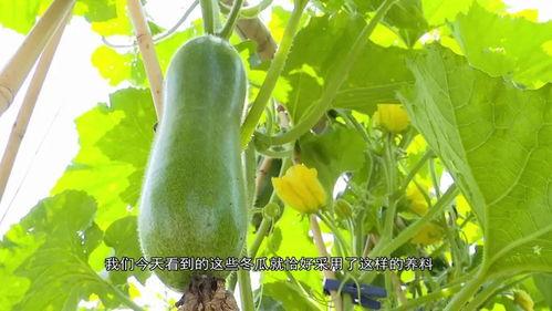 广东晚上吃瓜视频  第3张