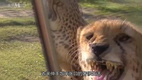 吃瓜豹公主  第1张