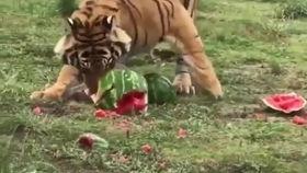 吃瓜豹公主  第2张