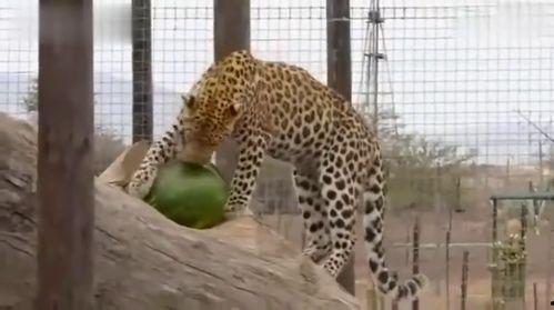 吃瓜豹公主  第3张