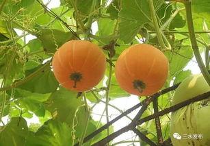 红龙吃瓜,揭秘神秘生物的饮食习惯与生态之谜  第2张