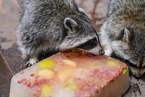 小浣熊在线吃瓜,网络热点的幕后故事  第3张