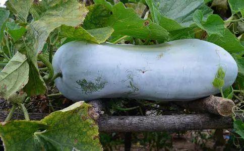 吃大瓜浑身肿胀,揭秘浑身肿胀的奥秘  第1张