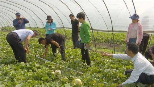 五龙吃瓜,瓜界风云再起  第2张