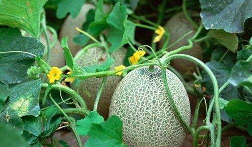 防晒吃瓜  第2张