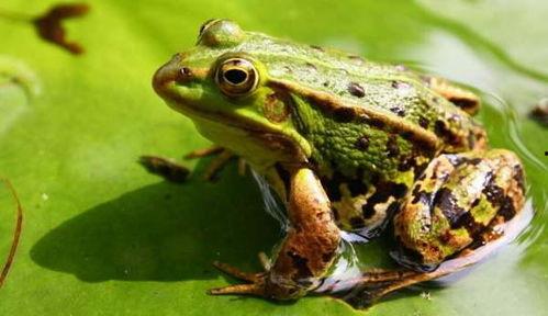 青蛙吃百瓜,百瓜盛宴的奇幻之旅  第2张