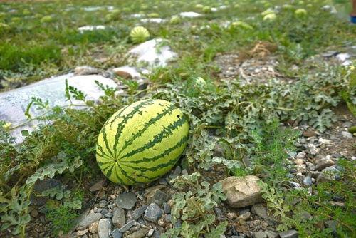 野开瓜怎么吃,解锁自然美味新体验  第2张