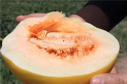 宿舍蜜瓜怎么吃,宿舍蜜瓜轻松享食攻略  第3张