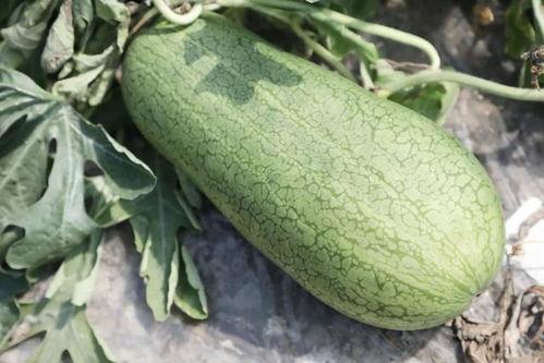 夏吃瓜的瓜有哪些,夏吃瓜的多样选择  第1张