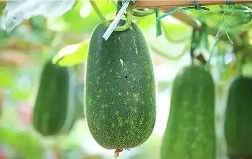 夏吃瓜的瓜有哪些,夏吃瓜的多样选择  第2张