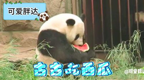 熊猫美国吃瓜,一场吃瓜群众的狂欢盛宴  第1张