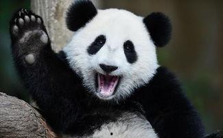 熊猫美国吃瓜,一场吃瓜群众的狂欢盛宴  第3张