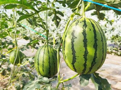 英国瓜哪里吃  第3张