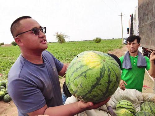 罗金保吃瓜,揭秘娱乐圈幕后风云  第2张