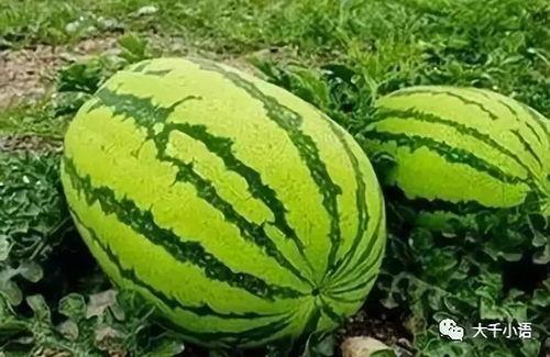 罗金保吃瓜,揭秘娱乐圈幕后风云  第3张