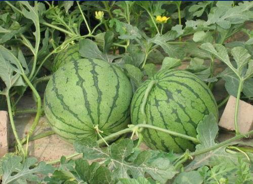 砀山吃瓜新闻事件  第2张