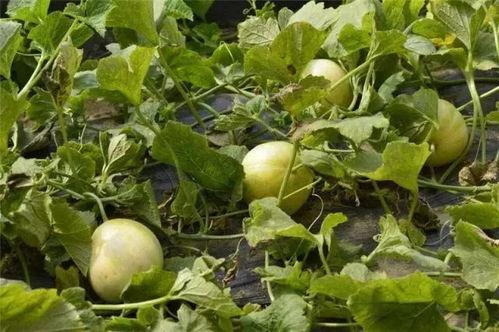 子乐吃瓜群  第2张