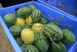 子乐吃瓜群  第3张